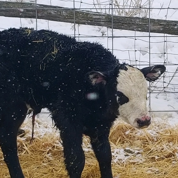 Meet your Posher, Sabrina - Picture 1 of 1